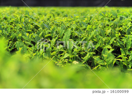 5月愛知 西尾の稲荷山茶園公園の茶畑 5月愛知 西尾の稲荷山茶園公園の茶畑 16100099