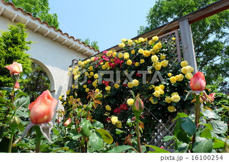 荒牧バラ公園の薔薇 16100254