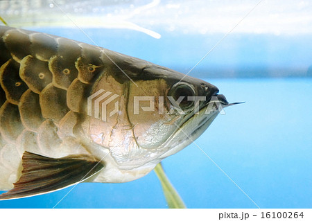 アジア アロワナ アジア アロワナ 16100264