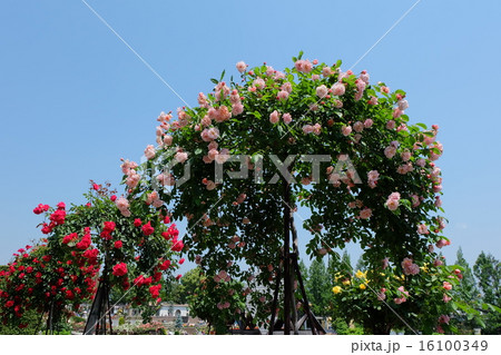 荒牧バラ公園の薔薇 16100349