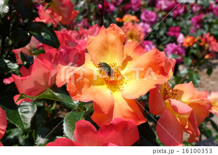 荒牧バラ公園の薔薇 荒牧バラ公園の薔薇 16100353