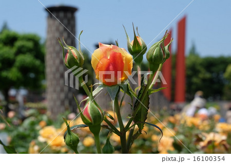 荒牧バラ公園の薔薇 16100354