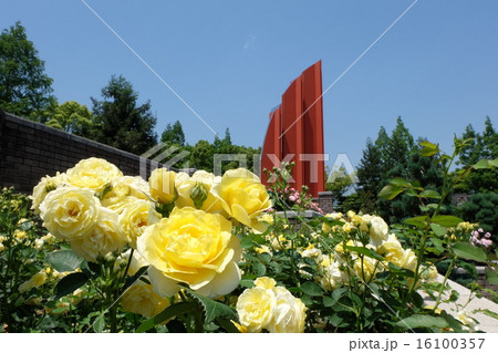 荒牧バラ公園の薔薇 16100357