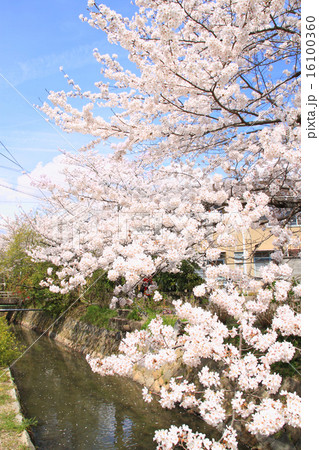 4月京都 哲学の道と桜の写真素材