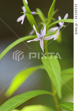 チョウジソウ チョウジソウ 16100535