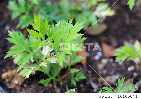 シコタンヨモギ 16100641