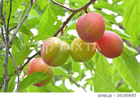 スモモ スモモ 16100685