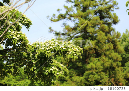 ヤマボウシを望む風景 16100723
