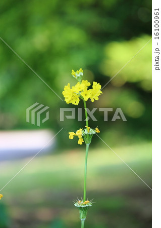 キバナクリンソウの花 キバナクリンソウの花 16100961