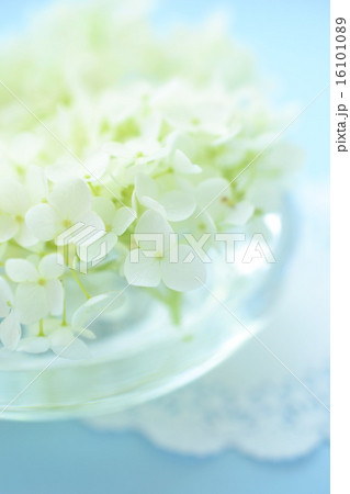 ガラスの器に浮かべたアナベル 16101089