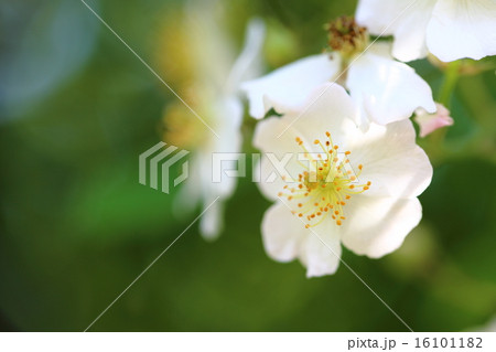 バラ　ノイバラ 16101182