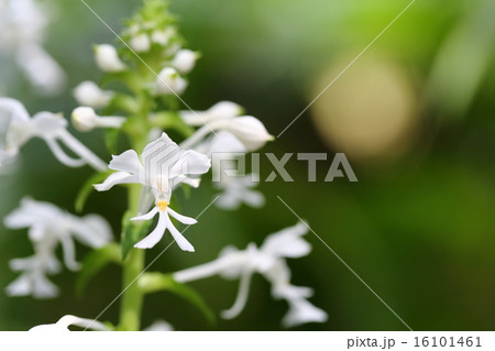 ツルランの花 ツルランの花 16101461