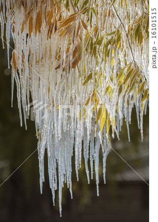 Icicles hanging down from the branches of willow trees.  16101515