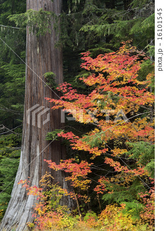 A forest maple tree with red leaves in autumn A forest maple tree with red leaves in autumn 16101545