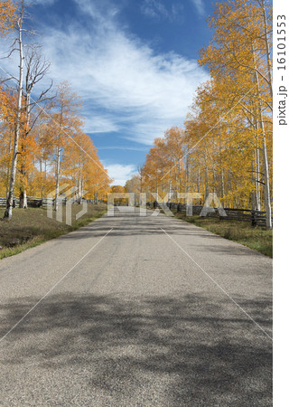 A road and avenue of aspen trees stretching into the distance 16101553
