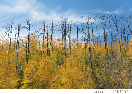 Aspen trees in autumn foliage, and the tall bare trunks of trees after fire  16101554