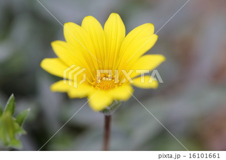 蛇の目勲章菊の花の写真素材