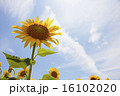 ひまわりの花 16102020