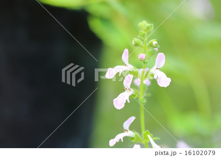 ヤエヤマスズコウジュの花 16102079