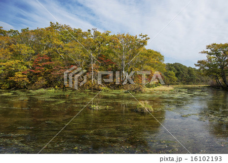 八甲田山 グダリ沼 八甲田山 グダリ沼 16102193
