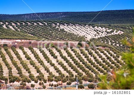 View down the hill at olives fields 16102801