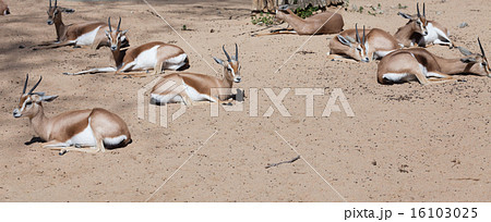Saharian Dorcas Gazelles on sand Saharian Dorcas Gazelles on sand 16103025