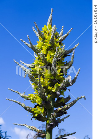 Closeup of Puya chilensis Closeup of Puya chilensis 16103034