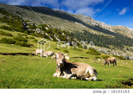 cows in mountain meadow cows in mountain meadow 16103163
