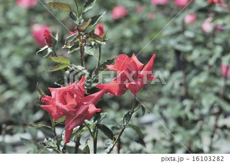 高貴に咲く薔薇の花 16103282