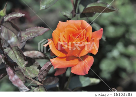 高貴に咲く薔薇の花 16103283