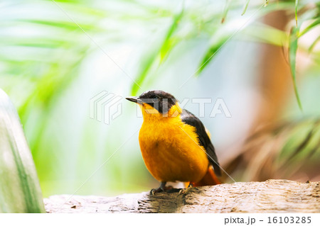 oriole 16103285