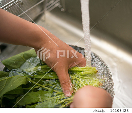 ホウレン草 ホウレン草 16103428