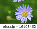 16103462