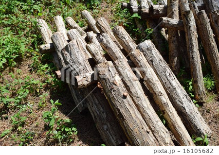 キノコの栽培風景(シイタケ) キノコの栽培風景(シイタケ) 16105682