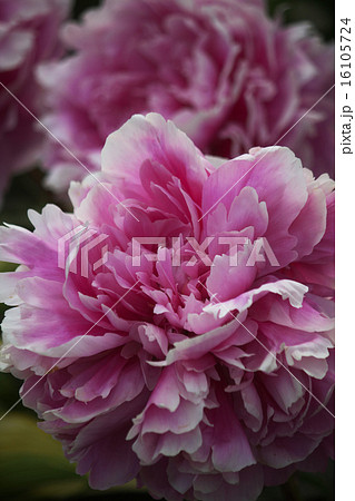 芍薬 16105724