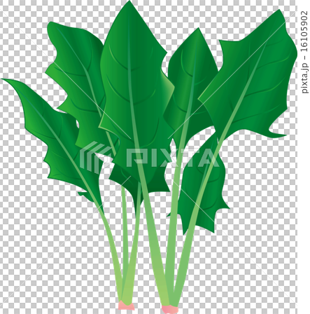 spinach spinach 16105902