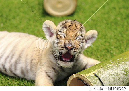 トラの赤ちゃん トラの赤ちゃん 16106309