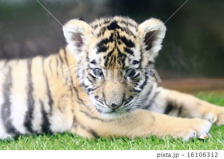 トラの赤ちゃん トラの赤ちゃん 16106312