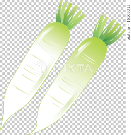 Japanese radish 16106313