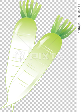 日本蘿蔔 16106314