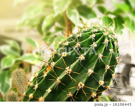 Green cactus (Peruvian Torch cactus) 16106445
