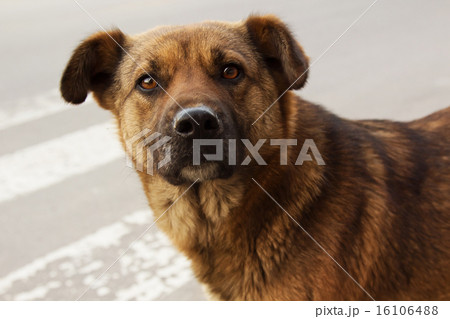 Lonely homeless dog Lonely homeless dog 16106488