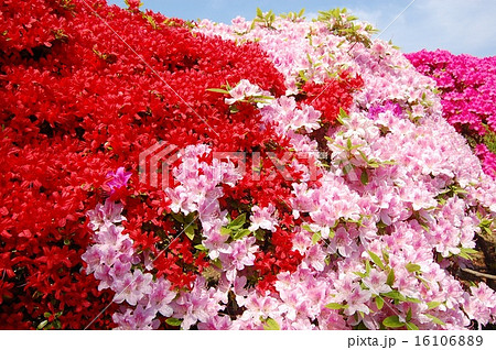 一面に咲くツツジの花・赤とピンク 16106889