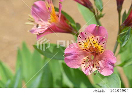 アルストロメリア（百合水仙） 16106904