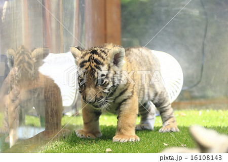トラの赤ちゃん トラの赤ちゃん 16108143