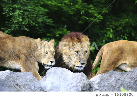 ライオン ライオン 16108306