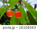 さくらんぼ 16108363