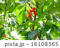 さくらんぼ 16108365