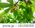 さくらんぼ 16108366