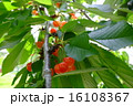 さくらんぼ 16108367